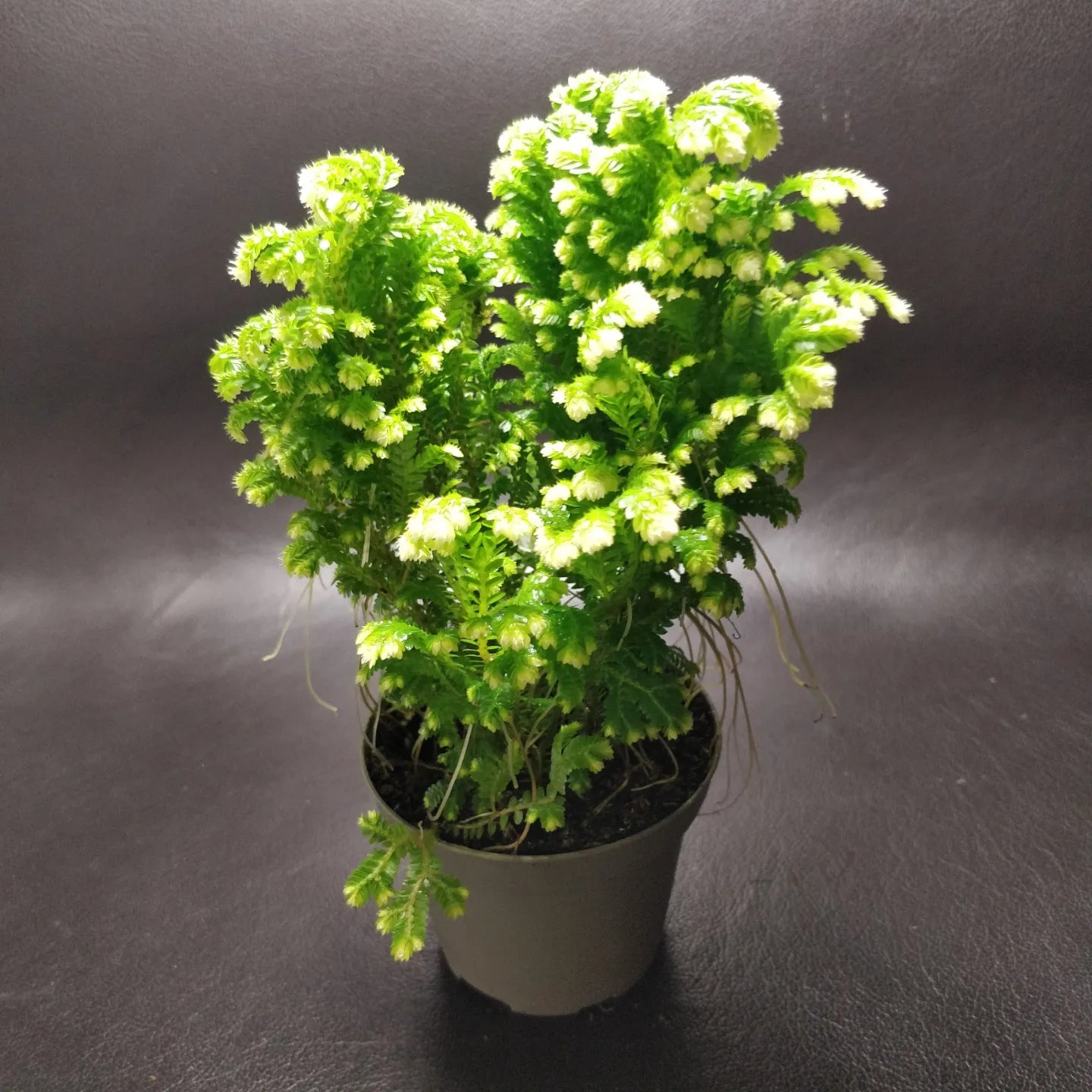 Selaginella Martensii - Spikemoss
