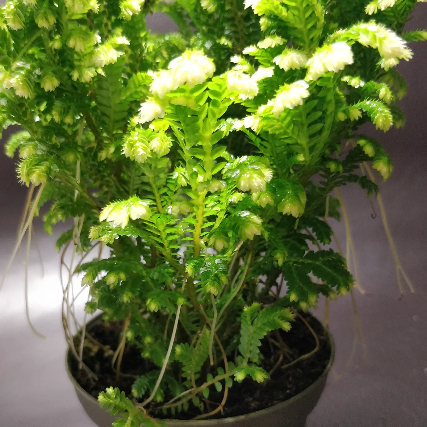 Selaginella Martensii - Spikemoss