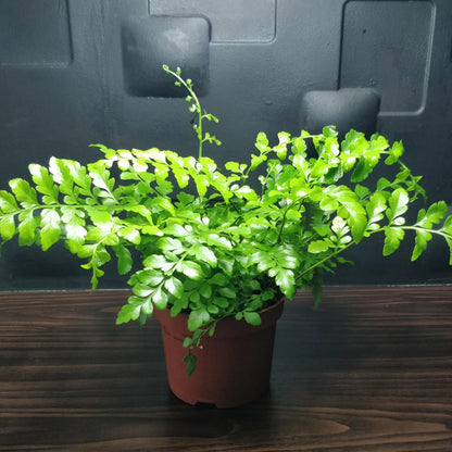 Asplenium Parvati - Mother Fern