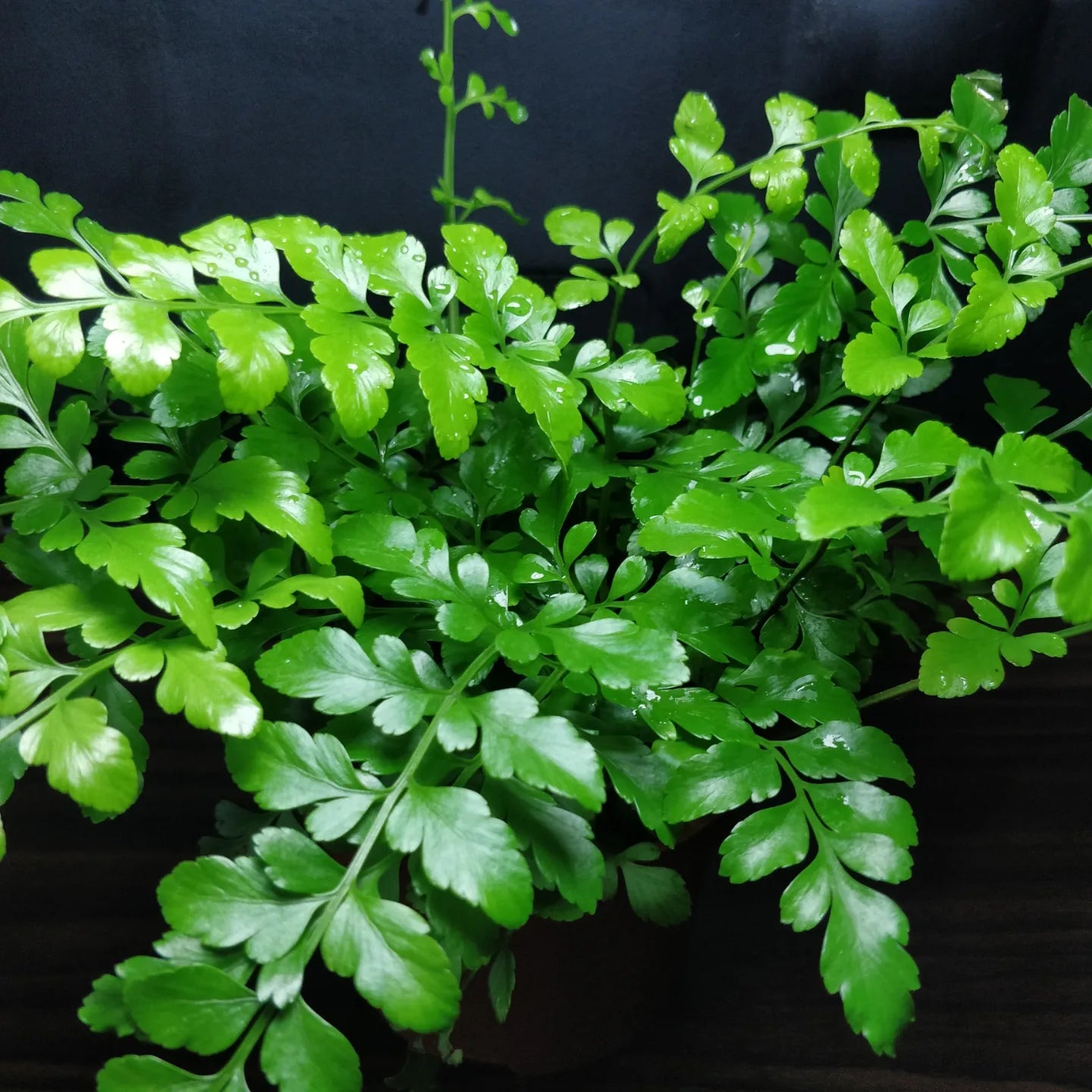 Asplenium Parvati - Mother Fern
