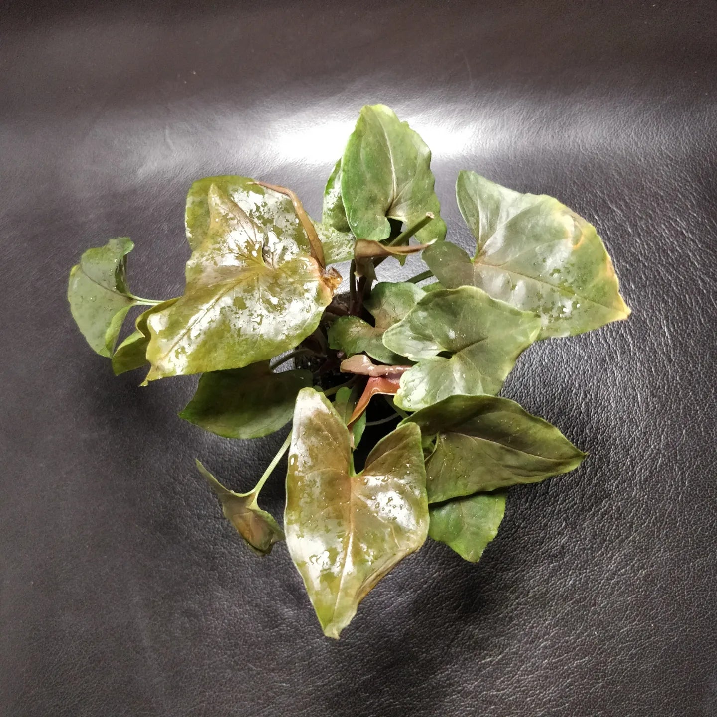 Syngonium