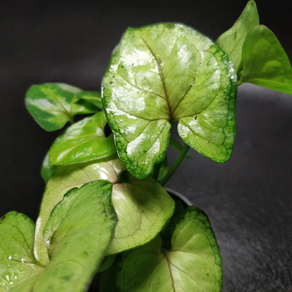 Syngonium