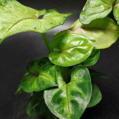 Syngonium