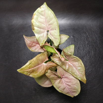 Syngonium