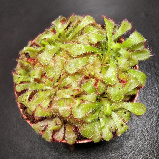 Alice Sundew - Drosera Aliciae