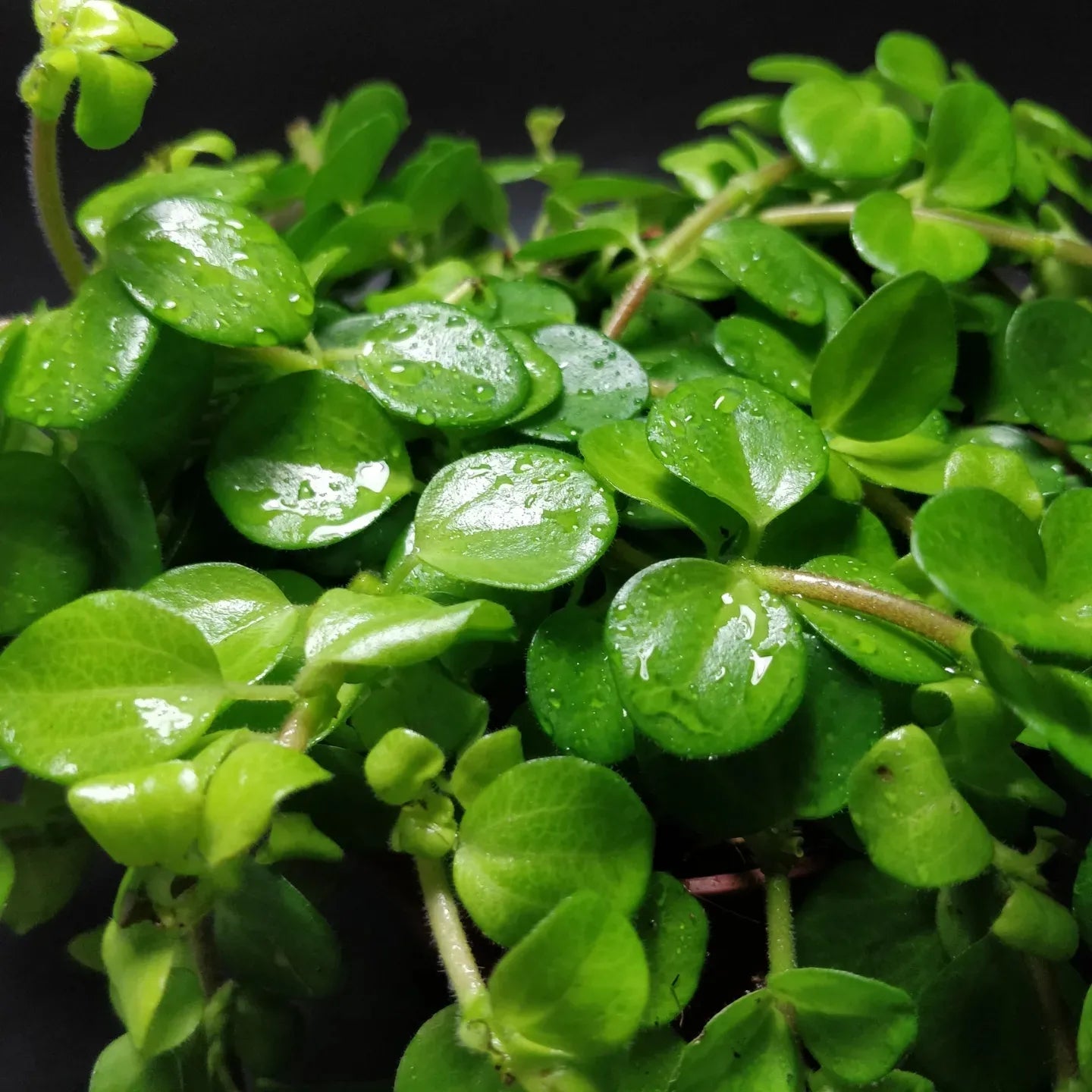 Peperomia Rotundifolia
