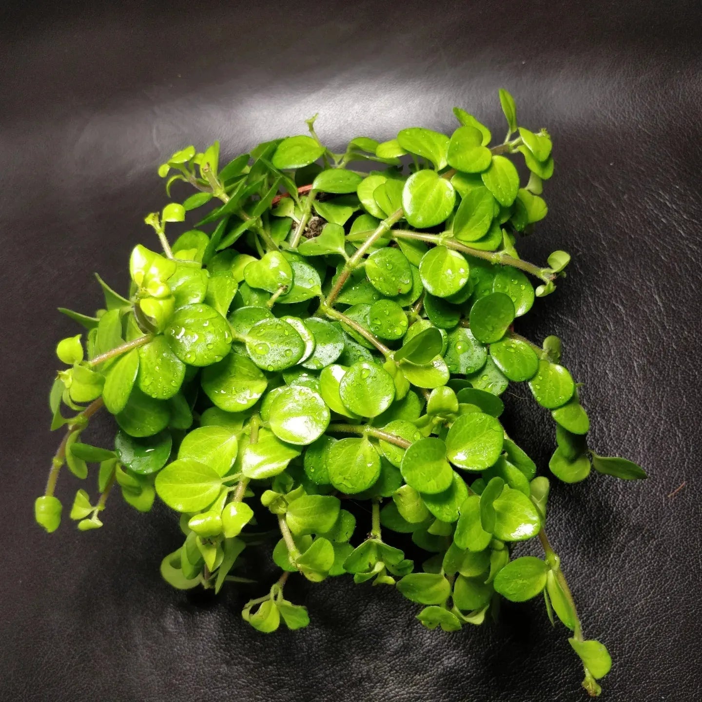Peperomia Rotundifolia