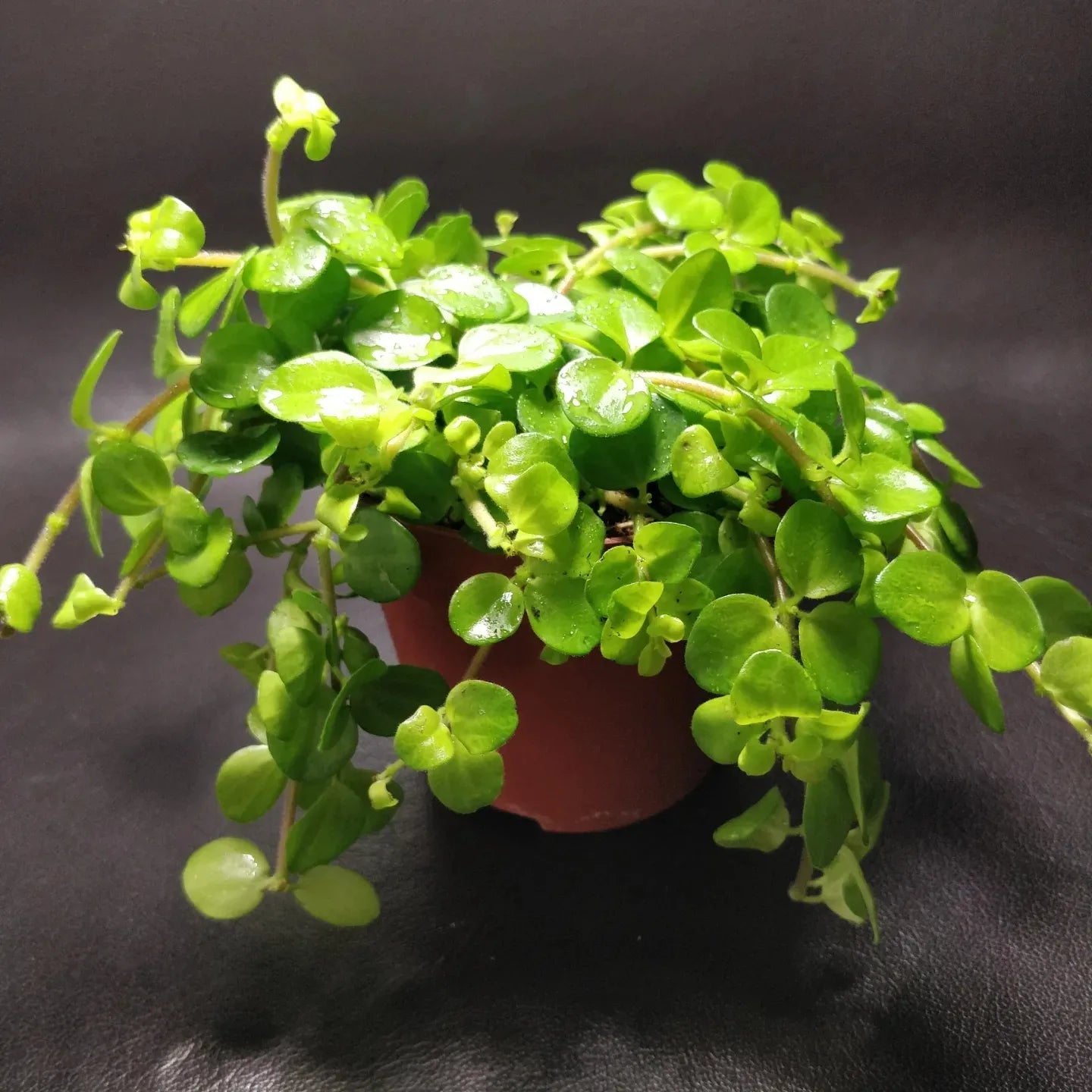 Peperomia Rotundifolia