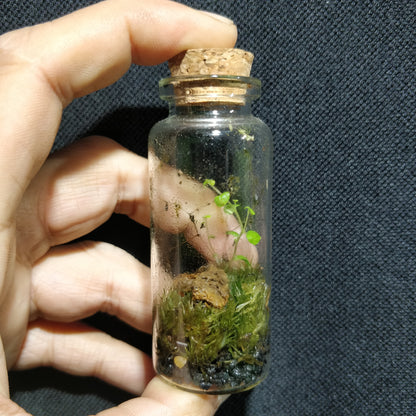 Bottled Nature - Mini Bottles