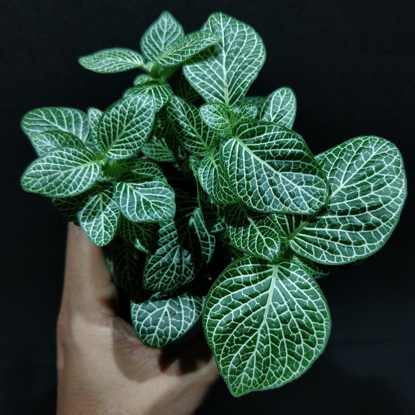 Fittonia - Nerve Plant