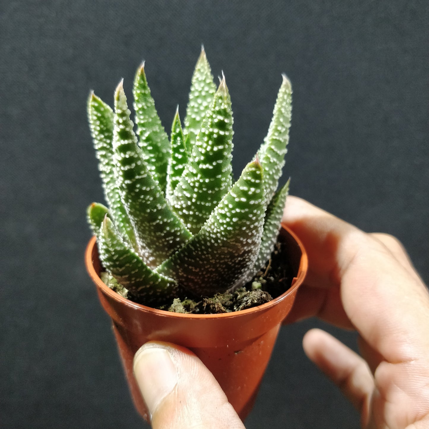 Haworthia - Succulents