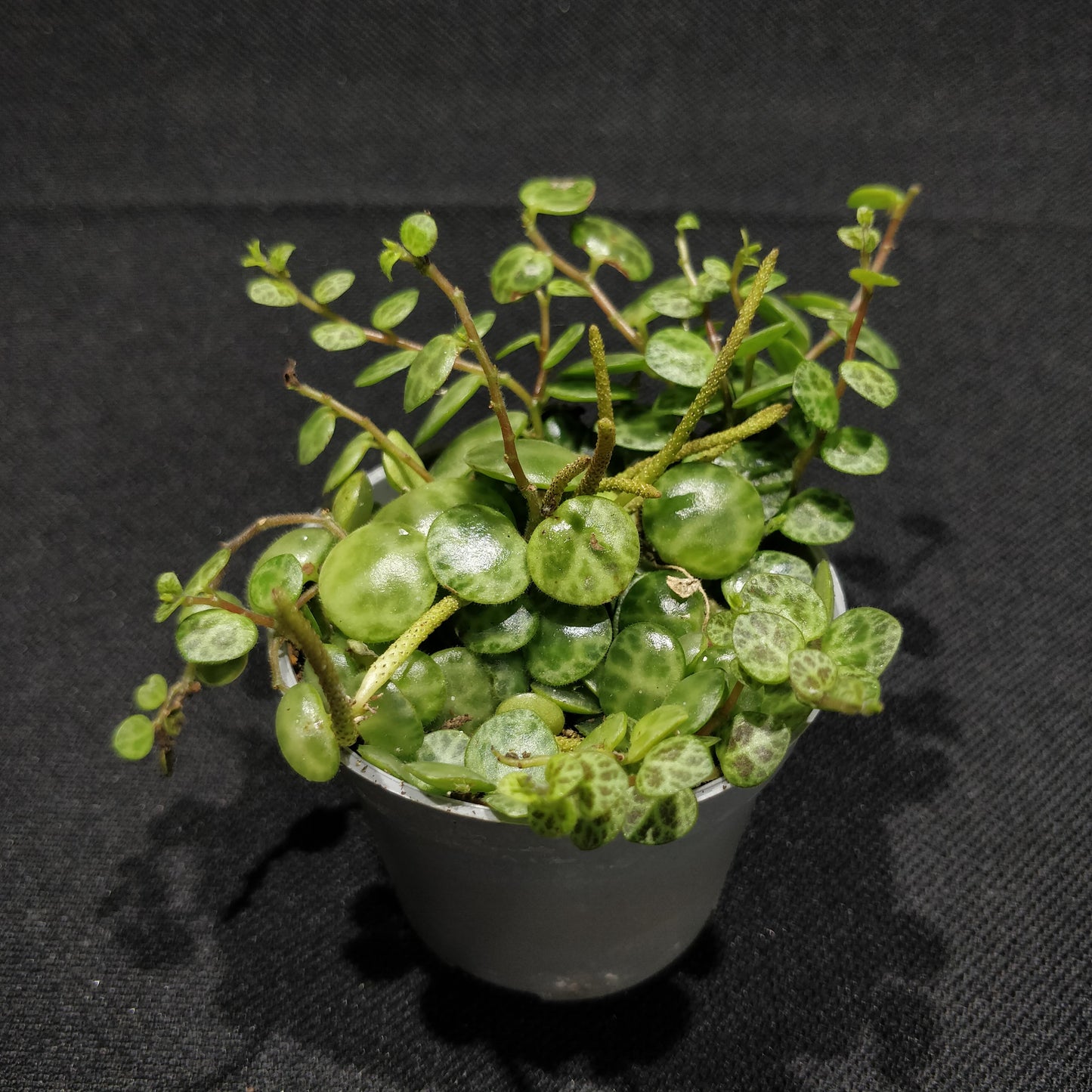 String of Turtles - Peperomia Prostrata