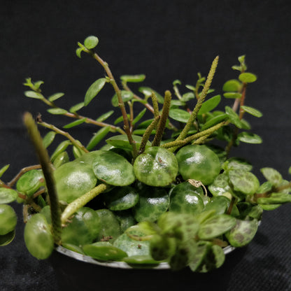 String of Turtles - Peperomia Prostrata