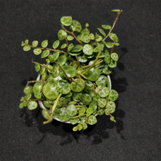 String of Turtles - Peperomia Prostrata