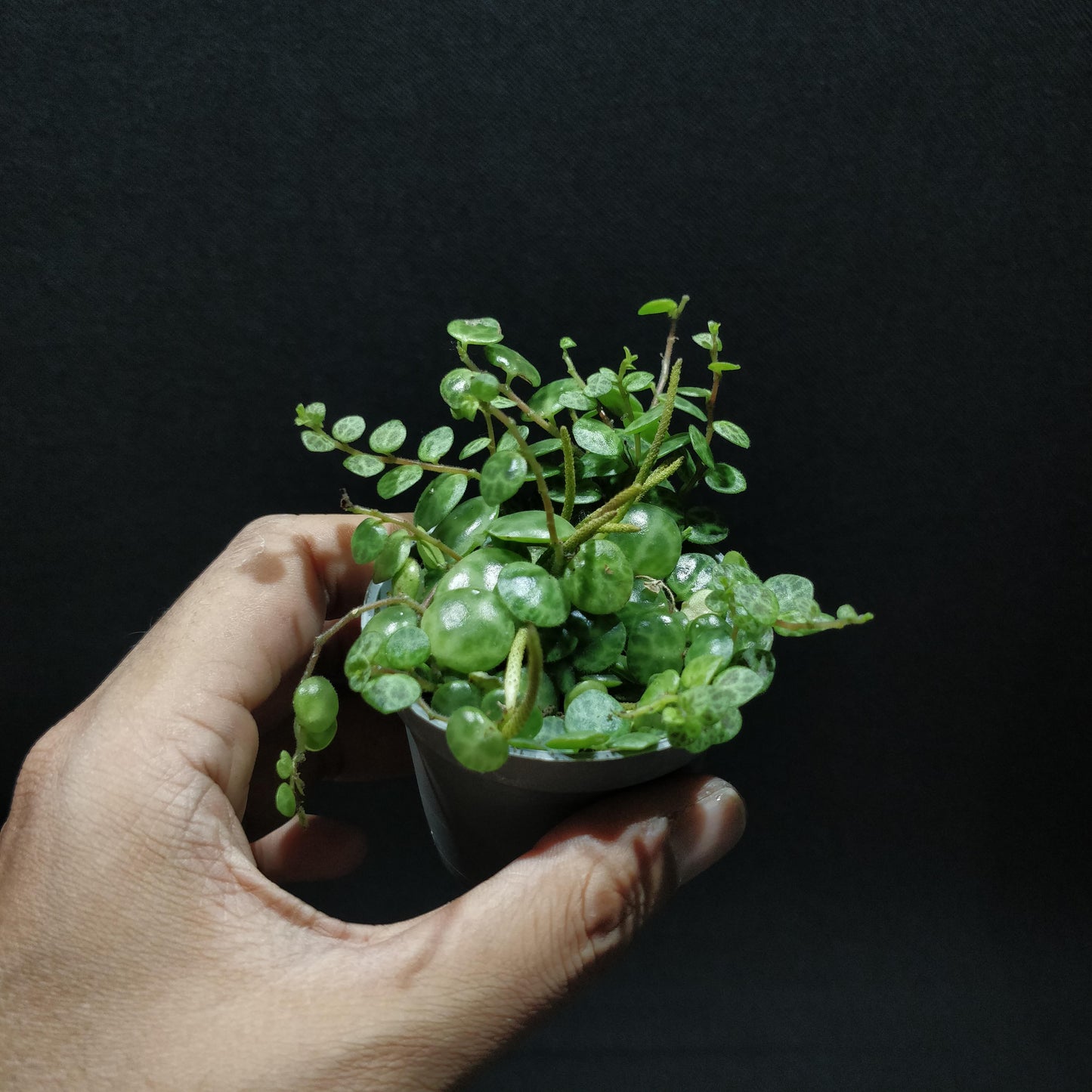 String of Turtles - Peperomia Prostrata